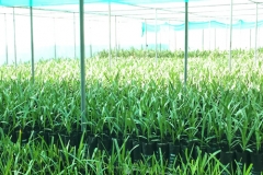 Palmeras datileras desarrolladas a partir de cultivos de tejido en el invernadero, Jodhpur