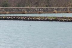 Birds at reservoir in Atul