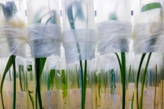 Date palm cultures at the laboratory, Jodhpur