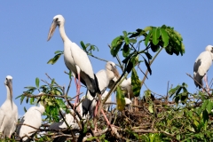 Migratory birds at Atul